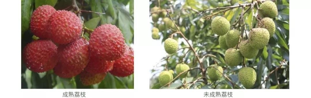 权威解读 | 小儿空腹食用荔枝致死？夏季警惕“荔枝病”